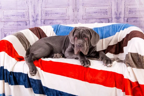 Filhote de cachorro Neapolitana mastino deitado no sofá. Manipuladores de cães treinando cães desde a infância . — Fotografia de Stock