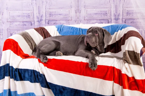 Filhote de cachorro Neapolitana mastino deitado no sofá. Manipuladores de cães treinando cães desde a infância . — Fotografia de Stock