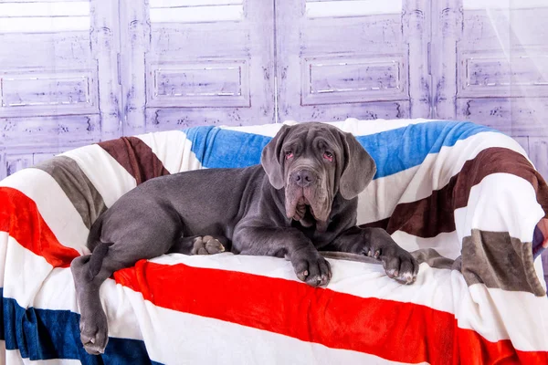 Kiskutya Neapolitana mastino feküdt a díványon. Kutya képzés kutyák gyermekkora óta kezelők. — Stock Fotó