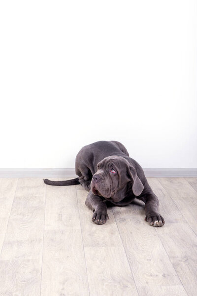 Щенок Neapolitana mastino, сидя на полу в студии. Собаки дрессируются с детства
.