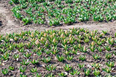 Bahar bahçesinde büyüyen beyaz sümbül.