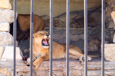 Parmaklıkların arkasındaki hayvanat bahçesinde tutsak bir çift aslan. Güç ve saldırganlık kafeste.