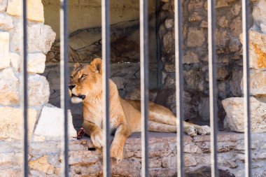 Dişi aslan tutsak parmaklıklar arkasında bir hayvanat bahçesi. Güç ve saldırganlık içinde belgili tanımlık kafes.