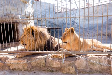 Parmaklıkların arkasındaki hayvanat bahçesinde tutsak bir çift aslan. Güç ve saldırganlık kafeste.