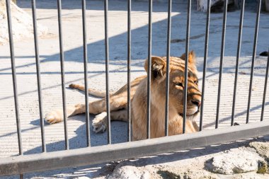 Dişi aslan tutsak parmaklıklar arkasında bir hayvanat bahçesi. Güç ve saldırganlık içinde belgili tanımlık kafes.