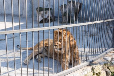 Aslan hayvanlar tutsak bir hayvanat bahçesi parmaklıklar arkasında kralıdır. Güç ve saldırganlık içinde belgili tanımlık kafes.