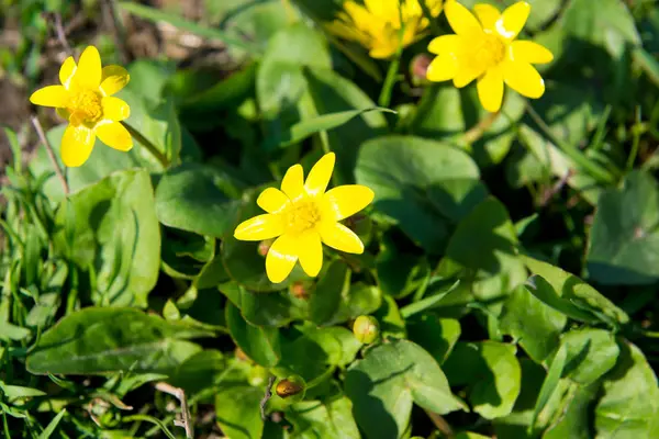 Bees pollinate yellow spring flower. Primroses in the garden. yellow spring flower Lesser celandine Ranunculus ficaria — Stock Photo, Image