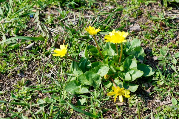 Arılar sarı bahar çiçek tozlaşmak. Campanula'lar bahçede. Sarı bahar çiçek küçük kırlangıçotu tipik ficaria — Stok fotoğraf