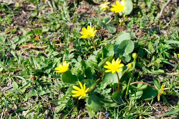 Las abejas polinizan la flor amarilla de primavera. Primaveras en el jardín. flor de primavera amarilla celidonia menor Ranunculus ficaria — Foto de Stock