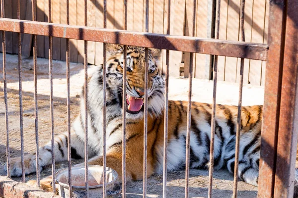 Tiger in Gefangenschaft in einem Zoo hinter Gittern. Macht und Aggression im Käfig. — Stockfoto