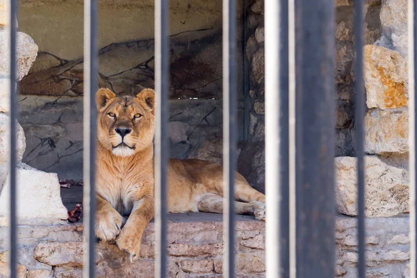 Löwin in Gefangenschaft in einem Zoo hinter Gittern. Macht und Aggression im Käfig. — Stockfoto