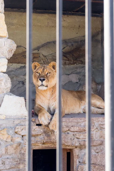 Lioness in captivity in a zoo behind bars. Power and aggression in the cage. — Stock Photo, Image