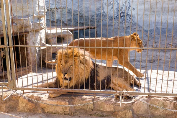 A pair of lions in captivity in a zoo behind bars. Power and aggression in the cage. — Stock Photo, Image