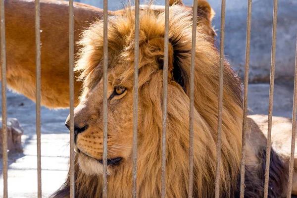 A pair of lions in captivity in a zoo behind bars. Power and aggression in the cage. — Stock Photo, Image