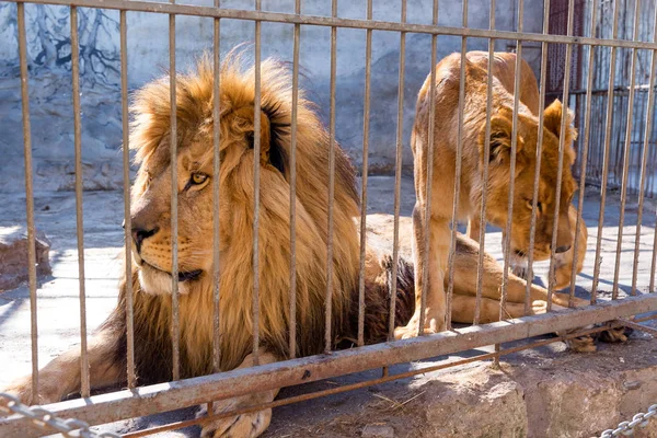 A pair of lions in captivity in a zoo behind bars. Power and aggression in the cage. — Stock Photo, Image