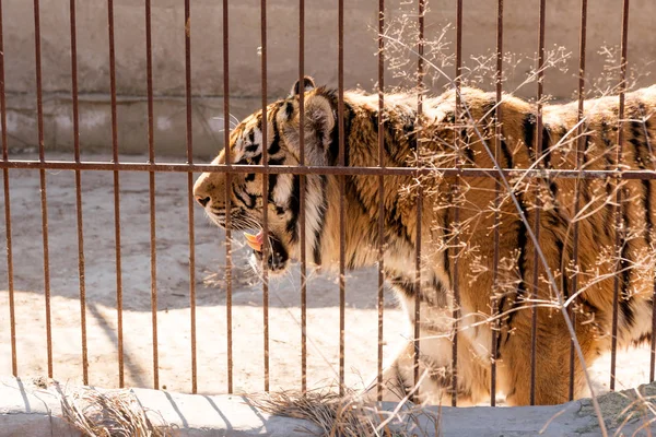 Tigre en cautiverio en un zoológico tras las rejas. Poder y agresión en la jaula . —  Fotos de Stock