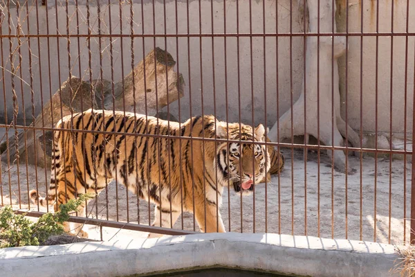 Tiger in Gefangenschaft in einem Zoo hinter Gittern. Macht und Aggression im Käfig. — Stockfoto