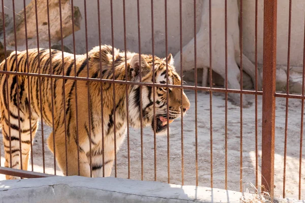 在铁窗动物园圈养老虎。电源和关在笼子里的侵略. — 图库照片