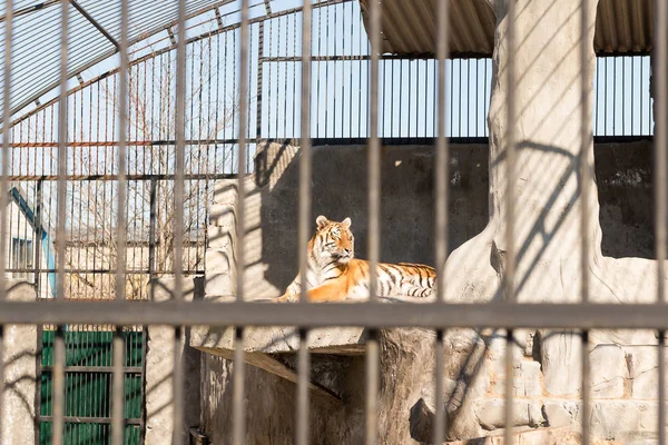 Tigre en cautiverio en un zoológico tras las rejas. Poder y agresión en la jaula . — Foto de Stock