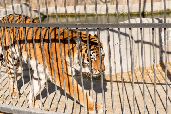 Tiger in captivity in a zoo behind bars. Power and aggression in the cage. — Stock Photo, Image
