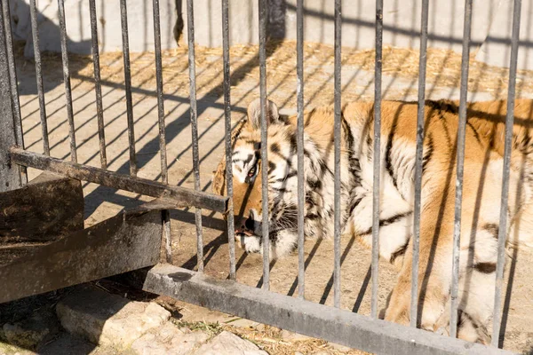 バーの後ろに動物園で飼育下の虎。電源とケージの侵略. — ストック写真