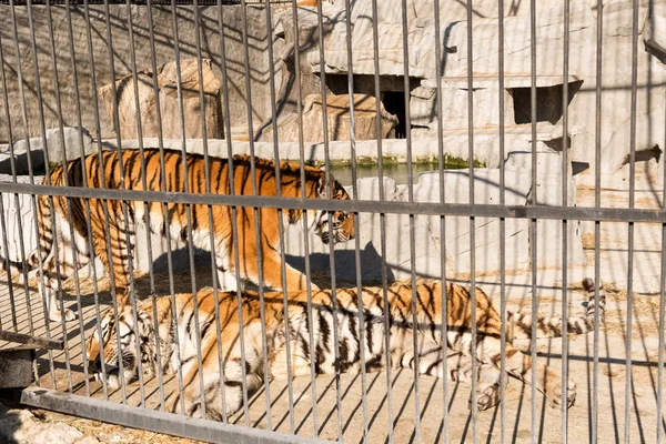 Un par de tigres en una jaula. Poder y agresión en la jaula . — Foto de Stock
