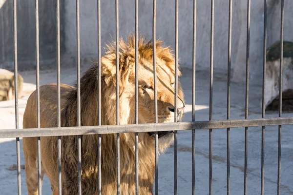 The lion is the king of beasts in captivity in a zoo behind bars. Power and aggression in the cage. — Stock Photo, Image