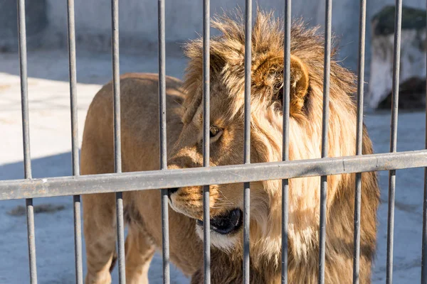 The lion is the king of beasts in captivity in a zoo behind bars. Power and aggression in the cage.