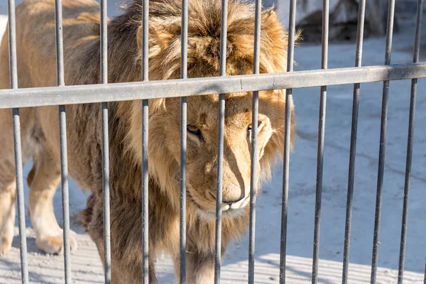 The lion is the king of beasts in captivity in a zoo behind bars. Power and aggression in the cage.