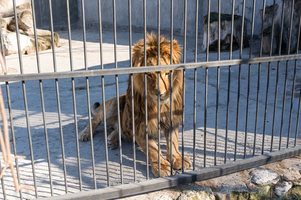 The lion is the king of beasts in captivity in a zoo behind bars. Power and aggression in the cage. — Stock Photo, Image