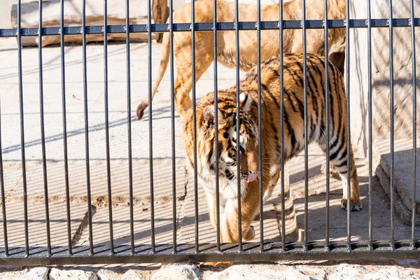 Пара молодих тигрів і один лев у полоні в зоопарку за ґратами. Сила і агресія в клітці . — стокове фото