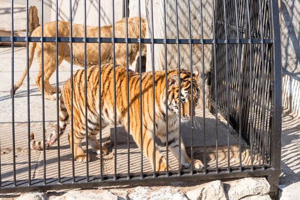 Para młodych tygrysów i jeden lew w niewoli w zoo za kratkami. Siłę i agresję w klatce. — Zdjęcie stockowe