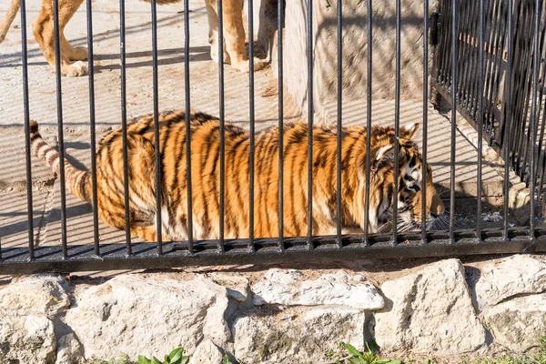 Tigre en cautiverio en un zoológico tras las rejas. Poder y agresión en la jaula . — Foto de Stock