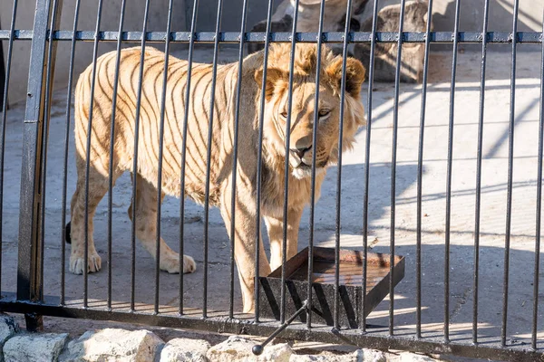 The lion is the king of beasts in captivity in a zoo behind bars. Power and aggression in the cage. — Stock Photo, Image