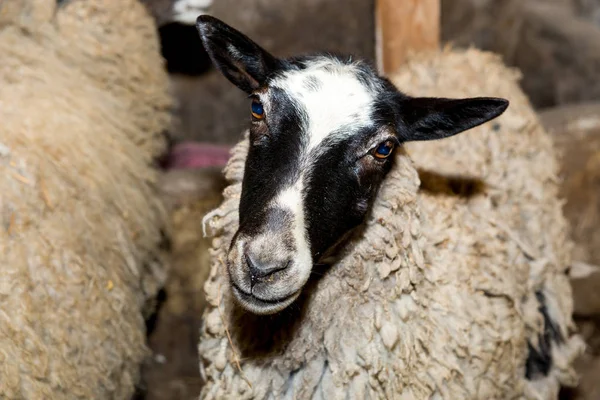 Breeding sheep on a farm. Sheep in the pen close-up. — Stock Photo, Image