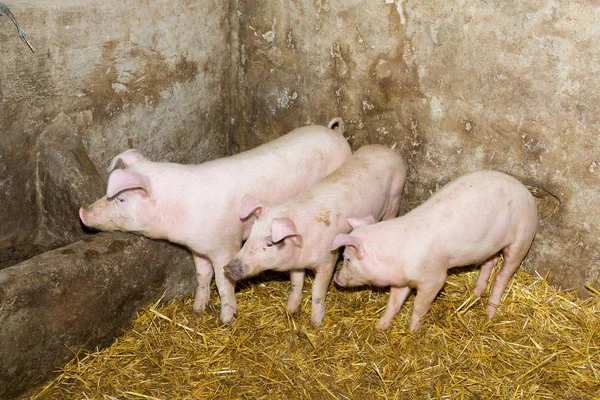 Breeding pigs on the farm. Pig flu.
