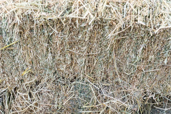 Ένα haystack close-up είναι τη συγκομιδή της χορτονομής για το χειμώνα για τα μεγάλα ζώα. — Φωτογραφία Αρχείου