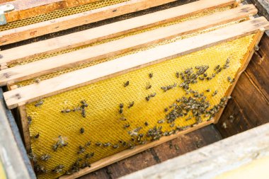 Örneğinde kovanında çerçevelerle montajı. Arıcı çalışıyorum. Arıcılık şifa ürünü. Mayıs, çiçek bal.