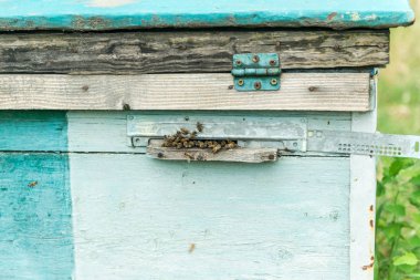Arı kovanı - arılar doğanın koynunda evi. Arıcı çalışıyorum. Arıcılık şifa ürünü. Mayıs, çiçek bal.