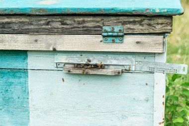 Arı kovanı - arılar doğanın koynunda evi. Arıcı çalışıyorum. Arıcılık şifa ürünü. Mayıs, çiçek bal.