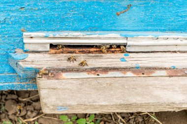 Arı kovanı - arılar doğanın koynunda evi. Arıcı çalışıyorum. Arıcılık şifa ürünü. Mayıs, çiçek bal.