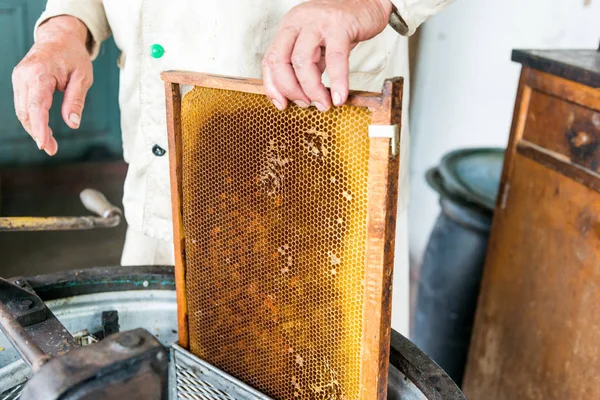 Produktion af honning i honningekstrakten. Arbejd biavler. Healing produkt af biavl. Maj, blomsterhonning . - Stock-foto