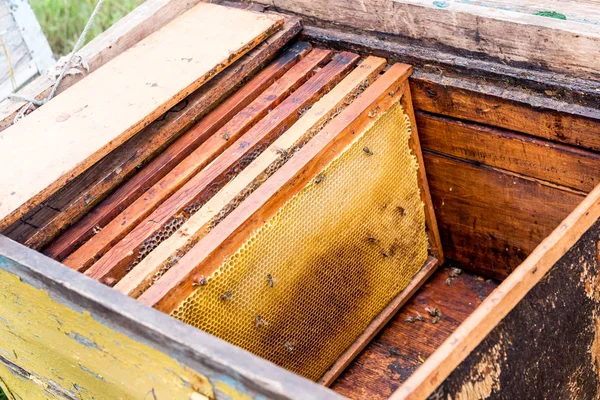 Εγκατάσταση των πλαισίων με κηρήθρες και στην κυψέλη. Εργασία μελισσοκόμου. Επούλωση των προϊόντων της μελισσοκομίας. Μαΐου, μέλι ανθέων. — Φωτογραφία Αρχείου