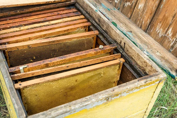 Установка рамок з медоносцями у вулику. Робота бджоляра. Цілющий продукт бджільництва. Мей, квітковий мед . — стокове фото