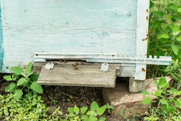 Úl - dům včely v lůně přírody. Práce včelaře. Léčivý produkt včelařství. Května, Květový med. — Stock fotografie