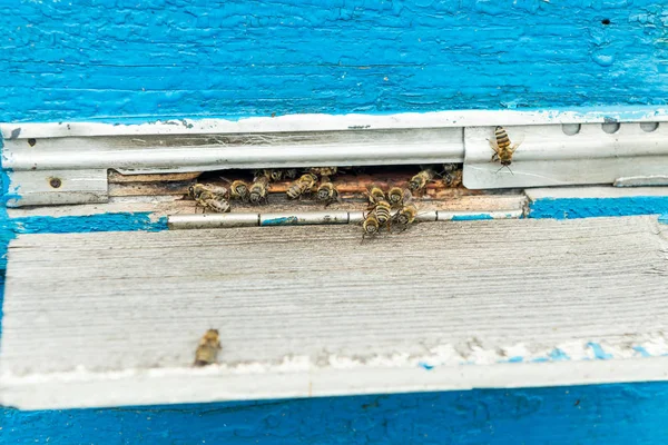 자연의 가슴에는 꿀벌의 치유의 — 스톡 사진