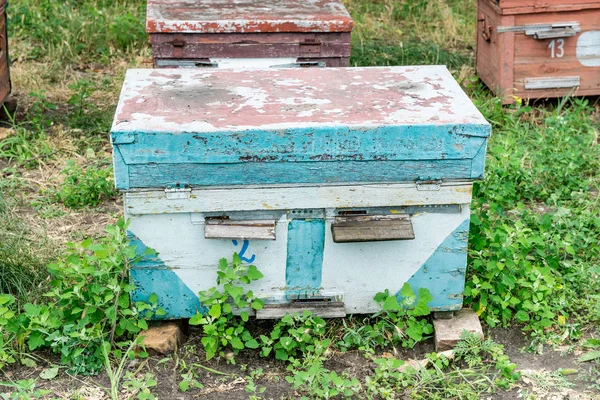 La colmena - la casa de las abejas en el seno de la naturaleza. Apicultor del trabajo. Producto curativo de la apicultura. Mayo, miel de flor . — Foto de Stock