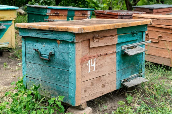Κυψέλη - το σπίτι των μελισσών στην αγκαλιά της φύσης. Εργασία μελισσοκόμου. Επούλωση των προϊόντων της μελισσοκομίας. Μαΐου, μέλι ανθέων. — Φωτογραφία Αρχείου