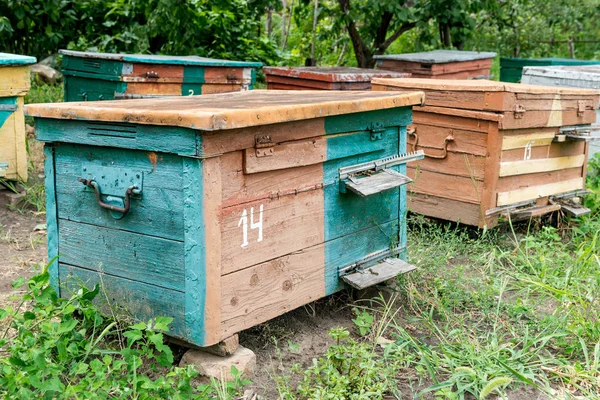 Ruche - la maison des abeilles dans le sein de la nature. Apiculteur au travail. Produit de guérison de l'apiculture. Mai, miel de fleur . — Photo