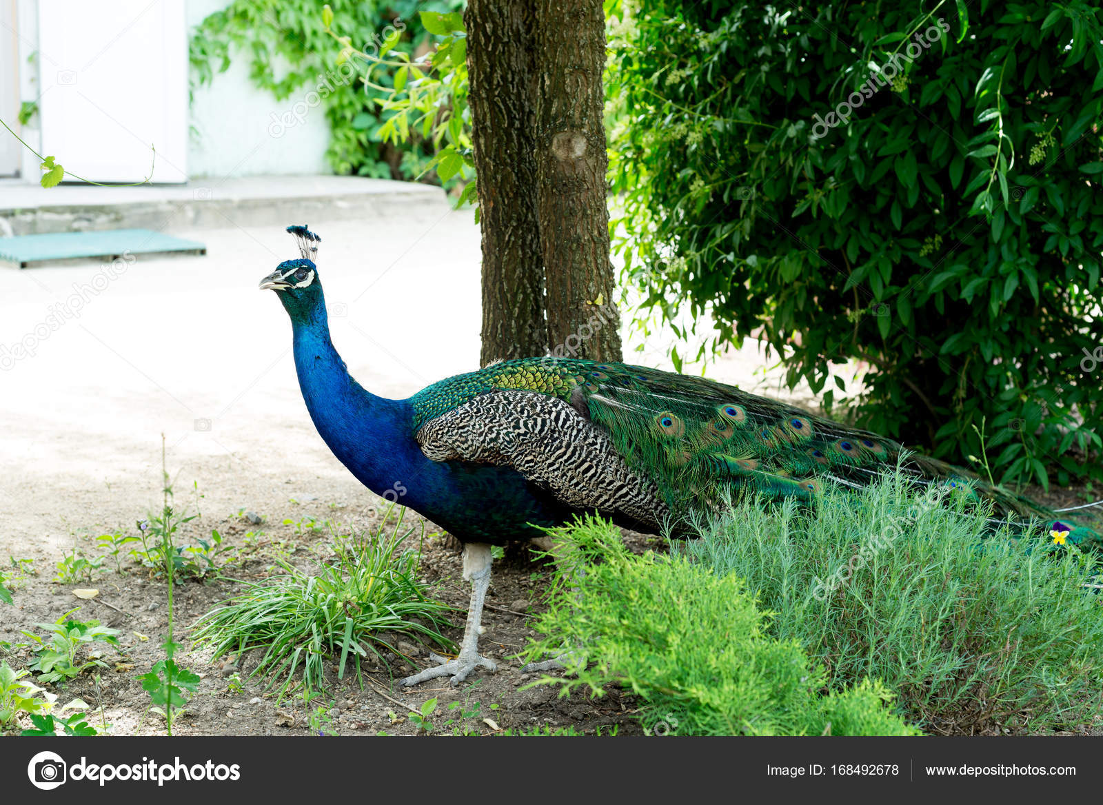 Imágenes de Postura del pavo real, fotos de Postura del pavo real sin  royalties | DepositPhotos, image size:1600x1168